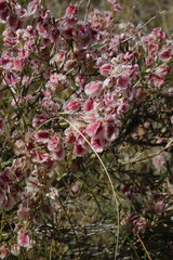 Atraphaxis frutescens