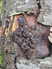 Exidia