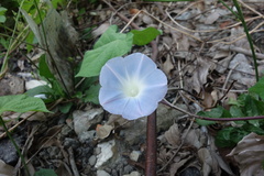 Ipomoea nil