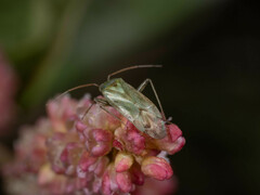 Taylorilygus apicalis