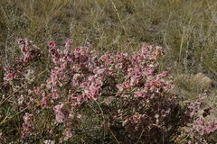 Atraphaxis frutescens