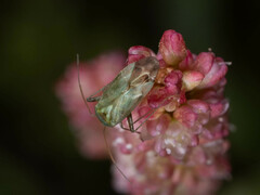 Taylorilygus apicalis