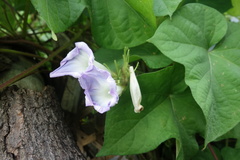 Ipomoea nil