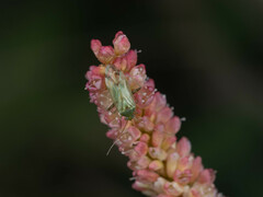 Taylorilygus apicalis
