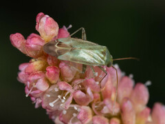 Taylorilygus apicalis