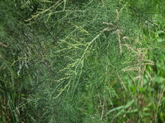 Tamarix austromongolica