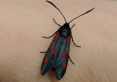 Zygaena angelicae