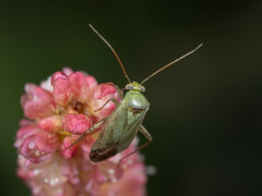 Taylorilygus apicalis