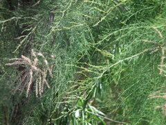 Tamarix austromongolica