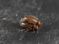 Coleoptera