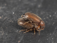 Coleoptera