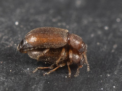 Coleoptera