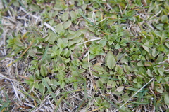 Veronica serpyllifolia