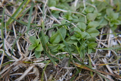 Veronica serpyllifolia