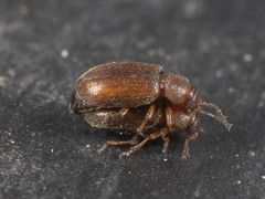 Coleoptera