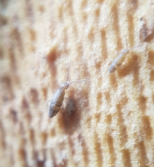 Entomobryidae