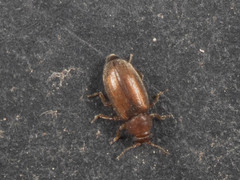 Coleoptera