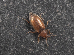 Coleoptera
