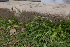 Leucanthemum vulgare