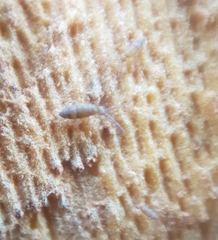 Entomobryidae