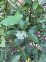 Escallonia illinita