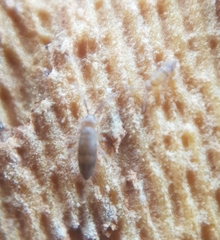 Entomobryidae