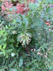 Escallonia illinita