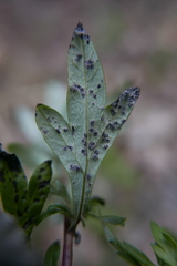 Puccinia tanaceti