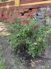 Escallonia illinita