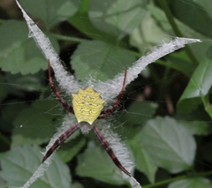 Argiope levii