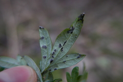 Puccinia tanaceti