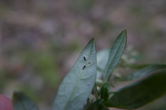 Puccinia tanaceti