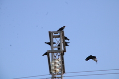 Pyrrhocorax pyrrhocorax barbarus