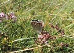 Plebejus argyrognomon