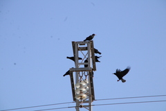 Pyrrhocorax pyrrhocorax barbarus