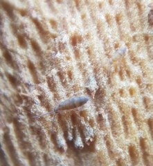 Entomobryidae