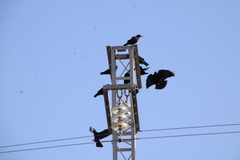 Pyrrhocorax pyrrhocorax barbarus