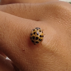 Harmonia axyridis