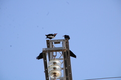 Pyrrhocorax pyrrhocorax barbarus