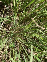 Panicum