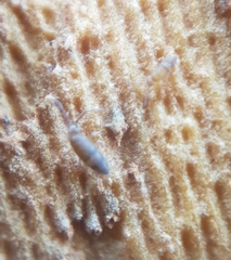 Entomobryidae