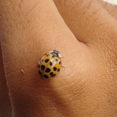 Harmonia axyridis