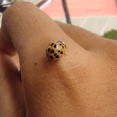 Harmonia axyridis