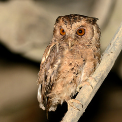 Otus lempiji