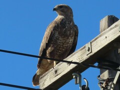 Buteo buteo vulpinus