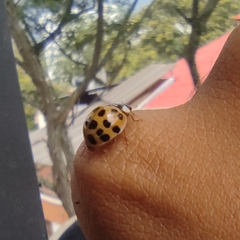 Harmonia axyridis