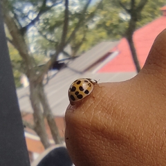 Harmonia axyridis