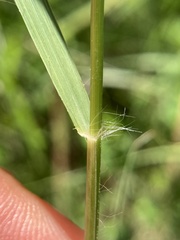 Panicum
