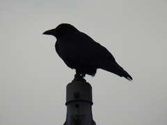 Corvus corone