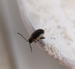 Longitarsus dorsalis